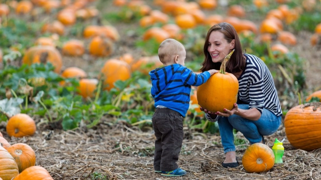 Claregalway Hotel Pumpkin Picking