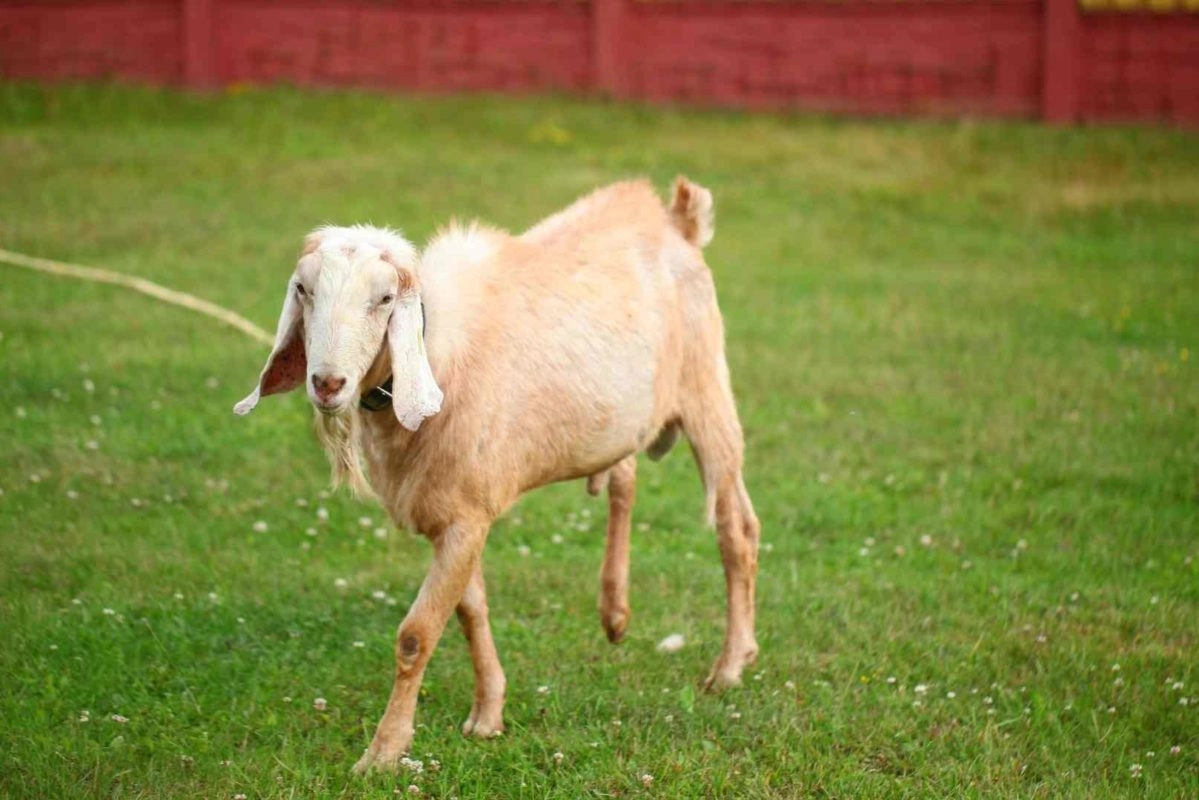 Turoe Pet Farm Family Activities Galway Claregalway Hotel