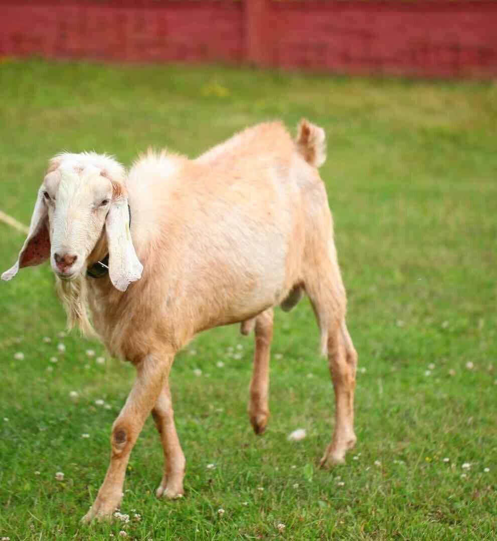 Turoe Pet Farm Family Activities Galway Claregalway Hotel