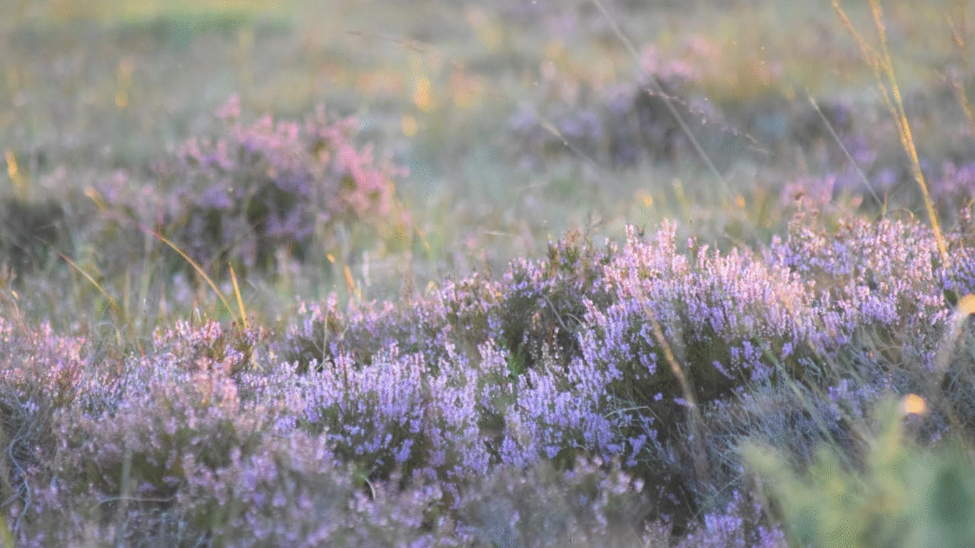Galway&rsquo;s Living Bog