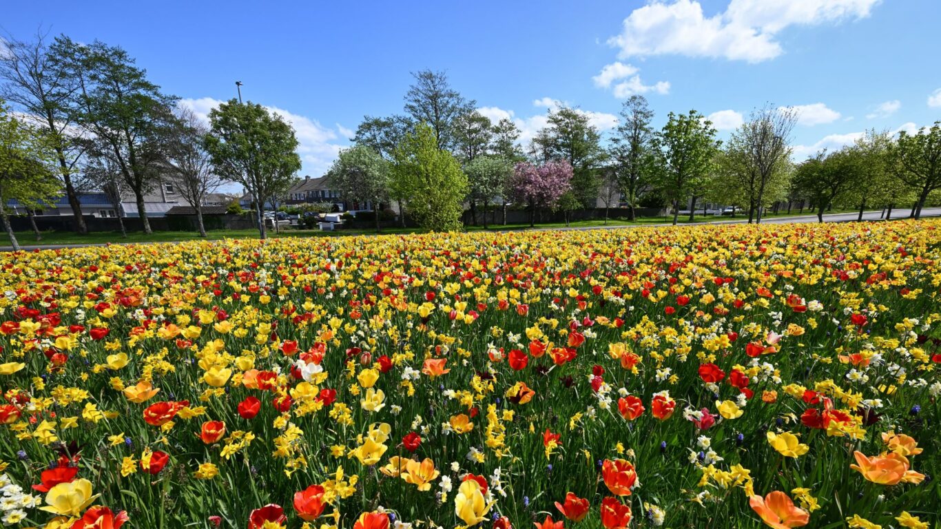 Spring Flowers Galway