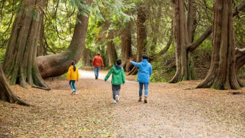 Lough Key, Forest and Activity Park, Forest Walk, Co Roscommon